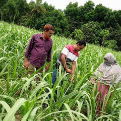 উন্নত প্রযুক্তিতে আখ চাষ ও গ্রামীণ জনজীবনে আখের গুরুত্ব